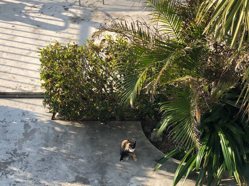 callico cat in Senagajima island February 5, 2021a