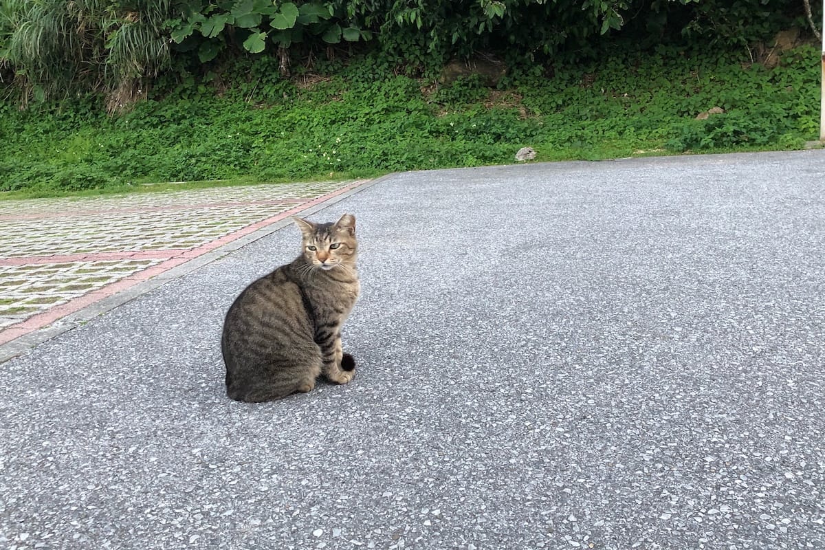Tabby cat at the parking in Senagajima island