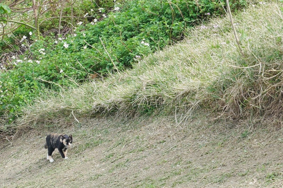 瀬長島の三毛猫２０２１年３月１６日