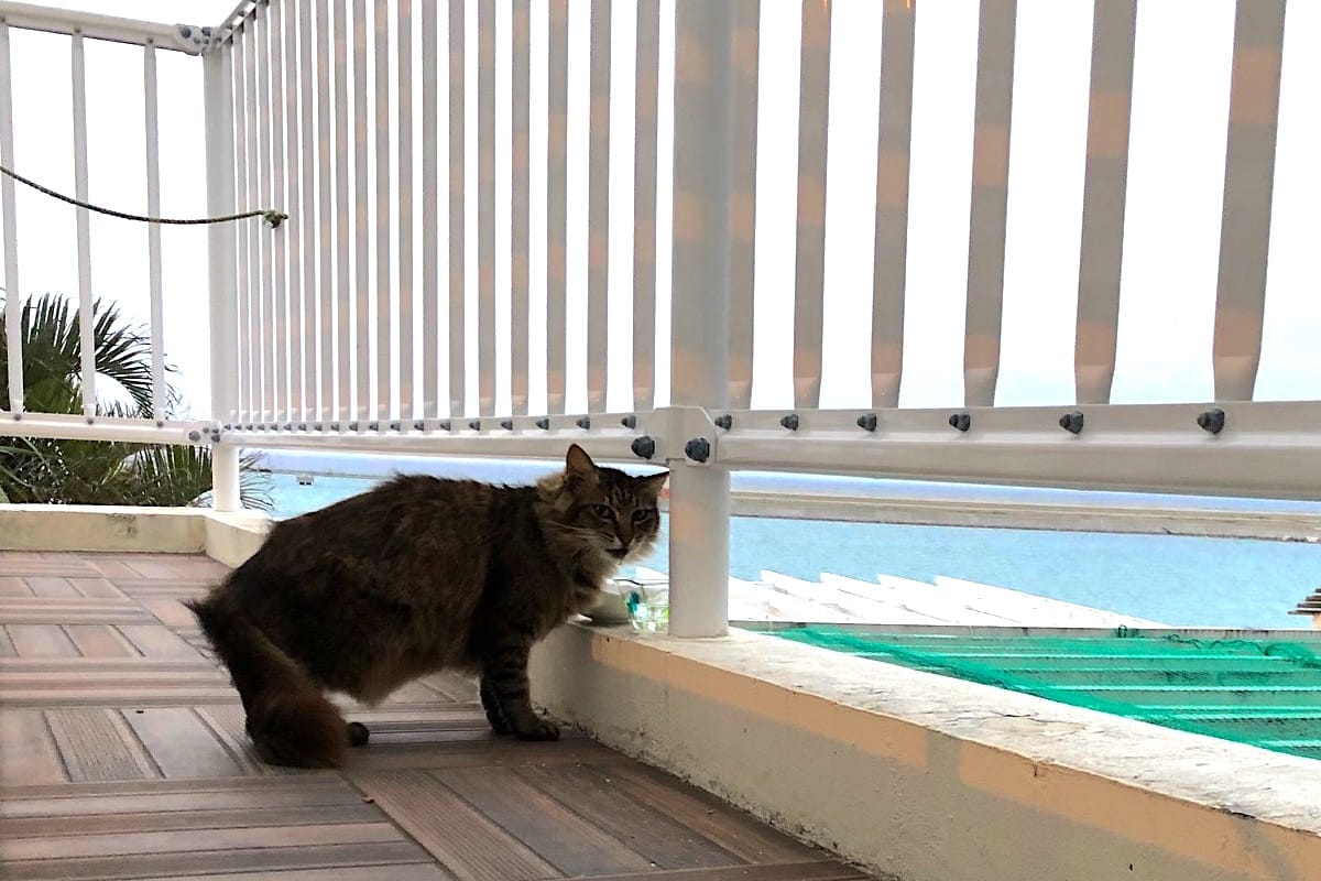 水を飲む瀬長島のライオン猫