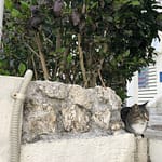 瀬長島のサバトラ猫２０２１年２月１５日