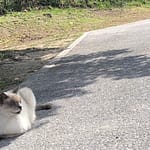 瀬長島の表情がかわいいシャムねこっぽい猫