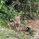 瀬長島の子宝岩近くのキジトラ猫