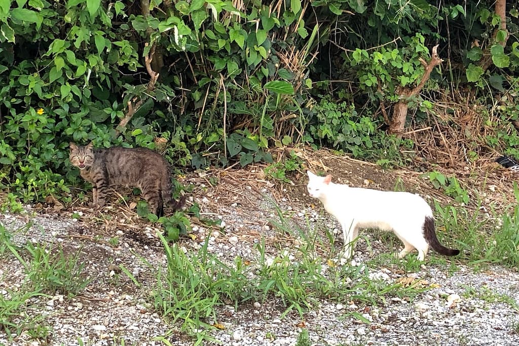 瀬長島サンセットパーク付近のキジトラ猫としっぽがかわいいねこ