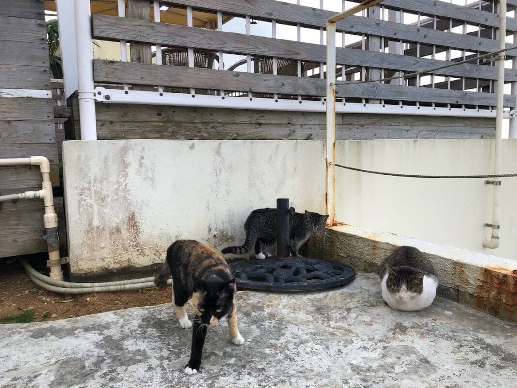 Three cats in Senagajima island on February 15th, 2021