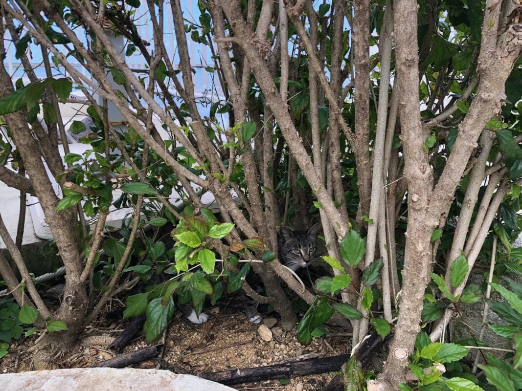 瀬長島のサバトラ猫２０２１年２月１日b