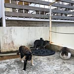 Three cats in Senagajima island on February 15th, 2021