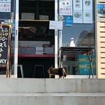 瀬長島の三毛猫２０２１年２月５日
