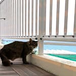水を飲む瀬長島のライオン猫